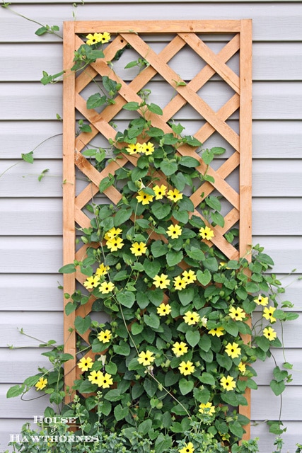 Basic Trellis