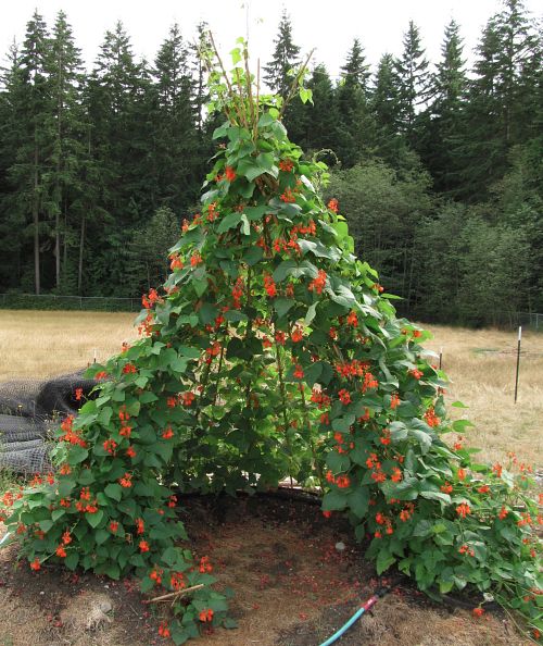 Trellis Bean Teepee